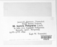 Mycosphaerella podagrariae image